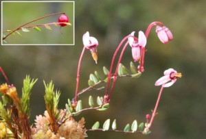 Клюква мелкоплодная