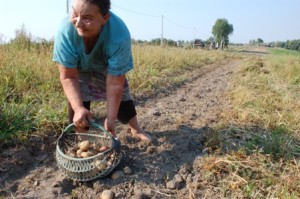 Надежда Павлюченко воспитала 11 детей, которые заняли достойное место в жизни. Поспел хороший урожай картошки, который нужно убрать вовремя.