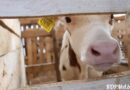 Очаровательные телята и степенные бурёнки: подсмотрели для вас, как содержатся животные на МТК «Зеньковина» КСУП «Совхоз «Кормянский»
