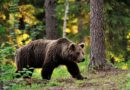 В Беларуси изменили условия розыгрыша на право охоты на медведя