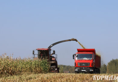 Аграрии Кормянщины приступили к массовой уборке кукурузы