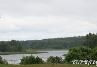 За чистоту и мирное небо над головой: кормянцы рассказали, за что они любят Беларусь
