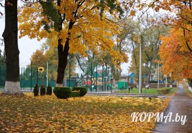 Как организовать свой досуг в г. п. Корма?