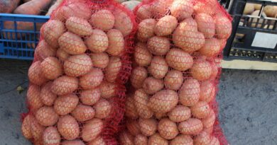 Обеспечены с запасом. Какой урожай картофеля собрали в Беларуси