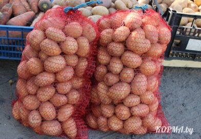 Обеспечены с запасом. Какой урожай картофеля собрали в Беларуси